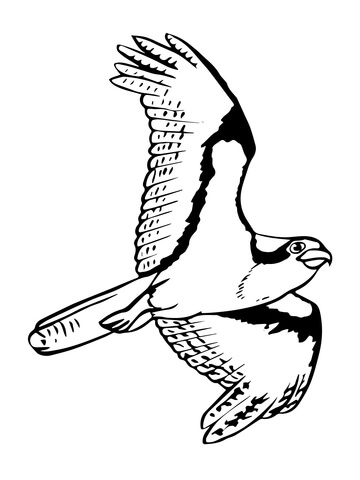 Soaring Osprey Coloring Page